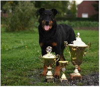 Étalon Berger de Beauce - CH. Adventure troy de la pointe du meingat