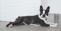 Étalon Boston Terrier - Luxury Dog's Good girl go to heaven