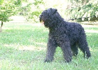 Étalon Bouvier des Flandres - Elnes Du Bain du Roy