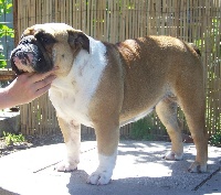 Étalon Bulldog Anglais - Increible graziella del Caliborso