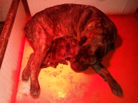 Étalon Cane Corso - E.............. della nevaia