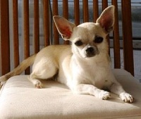 Étalon Chihuahua - Brisa dite gullia (Sans Affixe)