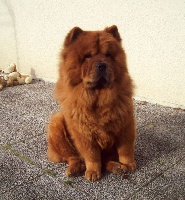 Étalon Chow Chow - Helfya Du Domaine De Lu Ti