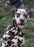 Étalon Dalmatien - les chiens de florence Jedi