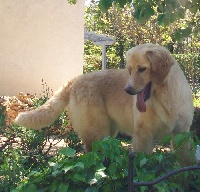 Étalon Hovawart - Intouchable Des leus altiers