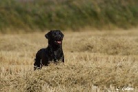 Étalon Labrador Retriever - TR. CH. Glams du Mazet de la Crau