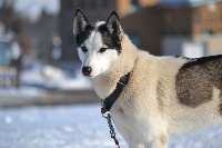 Étalon Siberian Husky - Ainoa of white mountain alaska