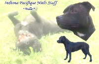 Étalon Staffordshire Bull Terrier - Indiana dite bulle Pacifique Nielo Staff