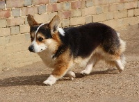 Étalon Welsh Corgi Pembroke - Hengywook La caverne des anges