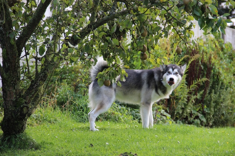 Publication : Du Secret Des Inuits 