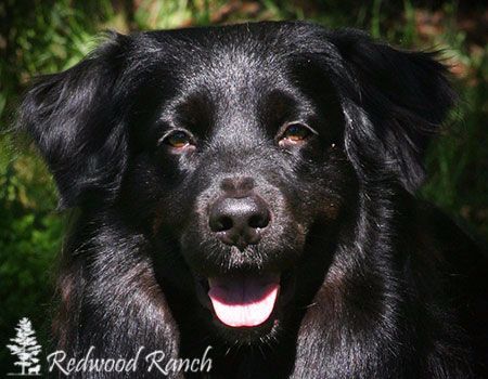Harbor seal Of Redwood Ranch