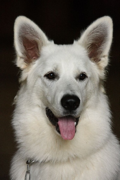  Auteur : Didier Raynal