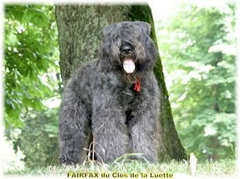 Publication : du Clos de la Luette Auteur : © Elevage du Clos de la Luette