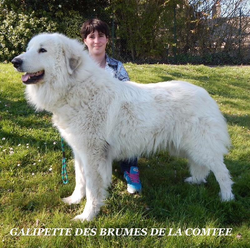 Galipette Des Brumes de la Comtée