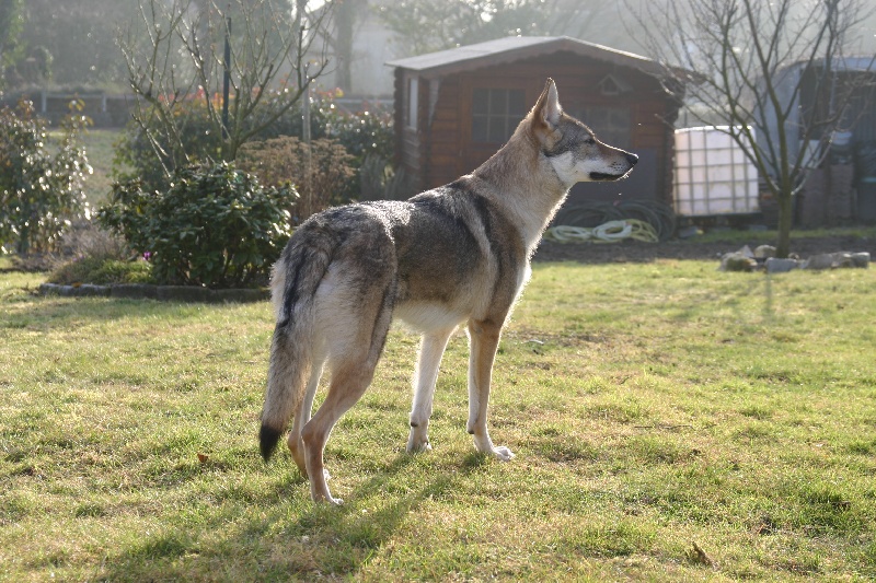 Publication : De La Vallée D'axona Auteur : Letty