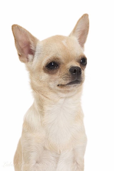 Publication : du Royaume d'Isthar