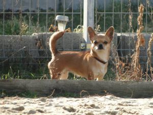 Publication : Des muses du haut forez 