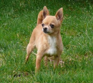 Nokia super style (Sans Affixe)