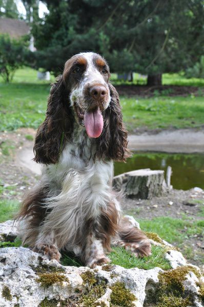 Publication : du chateau du repaire Auteur : Patricia Ceyrat