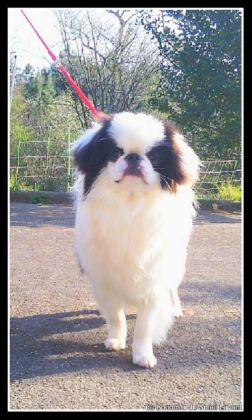 Joïschi les secrets de madinina