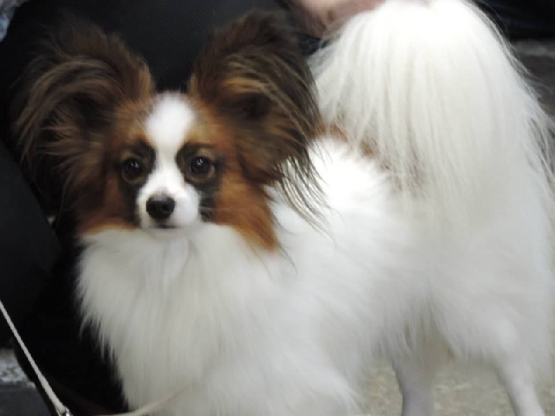 Publication : du Chateau de Peyre Auteur : BOUSQUET MONIQUE