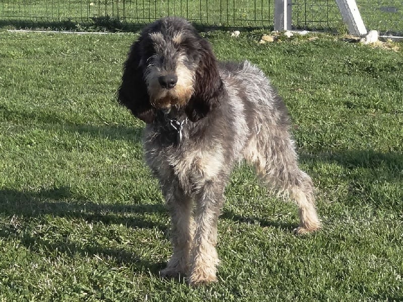 Jonquille De Goute Agude