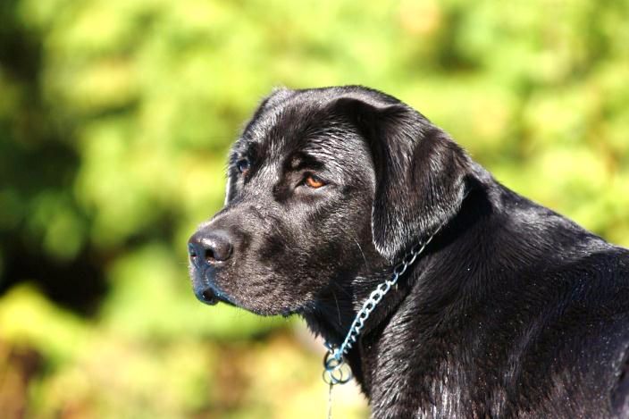 Deep end of otter's river, dite dune Esprit Du Saint Laurent