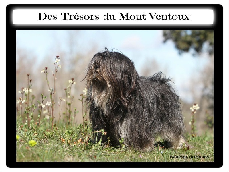Publication : des Tresors du Mont Ventoux Auteur : VANESSA GROSSEMY