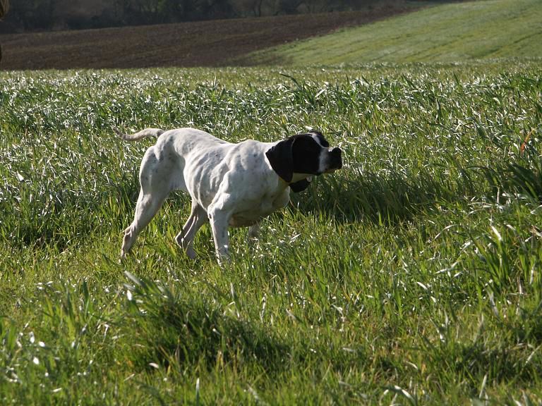 Pin up Des landes du pech