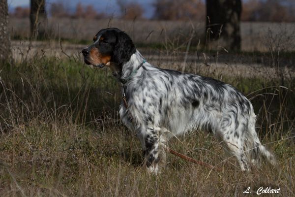 Publication : Des Collines De Vallis Auréa Auteur : Ludovic Collard