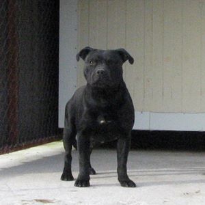 Publication : American Blue Bubble