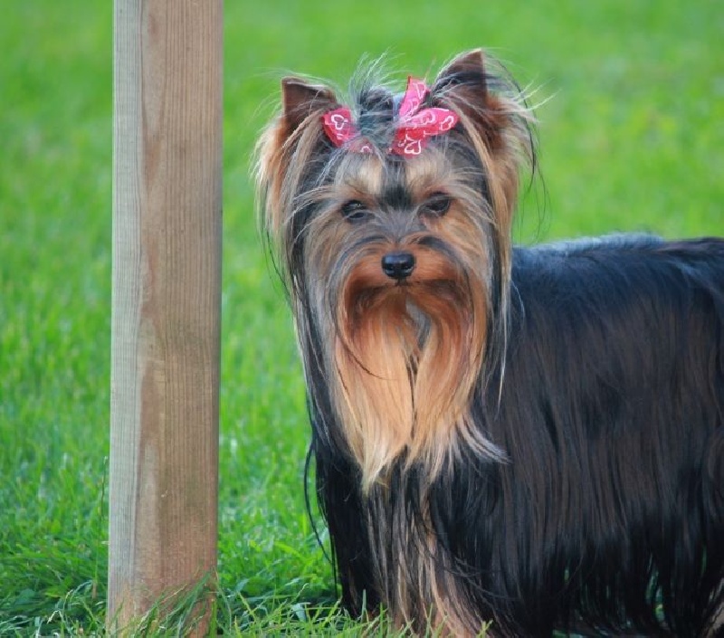  Auteur : Béatrice GRAUX