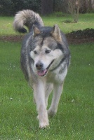 Étalon Alaskan Malamute - Fairy tale of Greystone Shadow