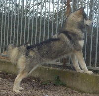 Étalon Alaskan Malamute - Impressive khaleesi of Greystone Shadow