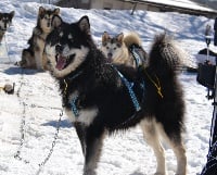 Étalon Alaskan Malamute - Hope for legend spirit of tribal laws