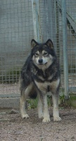 Étalon Alaskan Malamute - Hamidalha padmé of Greystone Shadow