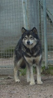 Étalon Alaskan Malamute - Hamidalha padmé of Greystone Shadow