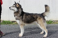 Étalon Alaskan Malamute - Ipkandu kiwalik okkomut des rives du haut Verdon