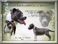 Étalon American Staffordshire Terrier - White Back Juanita catalunya ( thia )
