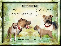 Étalon American Staffordshire Terrier - Gezabelle ( dixie ) (Sans Affixe)
