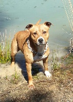 Étalon American Staffordshire Terrier - Ivana (Sans Affixe)