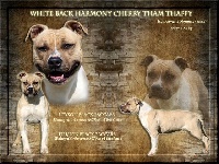Étalon American Staffordshire Terrier - White Back Harmony cherry tham thaffy ( billie jean )