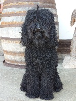 Étalon Barbet - Lennox vom Zulimo