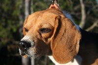 Étalon Beagle - Gemo (Sans Affixe)