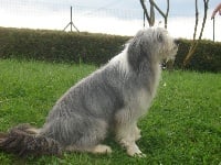 Étalon Bearded Collie - Improbable Du domaine de noire epine