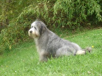 Étalon Bearded Collie - Justine Du domaine de noire epine