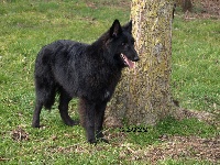 Étalon Berger Belge - Nabucco de La Chênaie Aux Loups