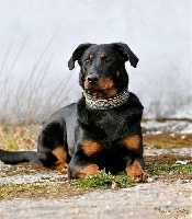 Étalon Berger de Beauce - CH. Grand Lutin Kaiza