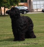 Étalon Berger de Brie - Iokko du val de l'auguis