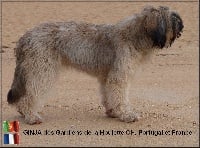 Étalon Berger de la Serra de Aires - CH. Ginja Des Gardiens de la Houlette